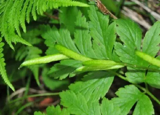 植物百科|三七生长在什么地方