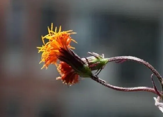 植物百科|明月草开花吗 开花什么样子