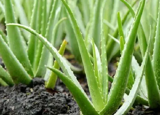 植物排行|防甲醛的植物有哪些