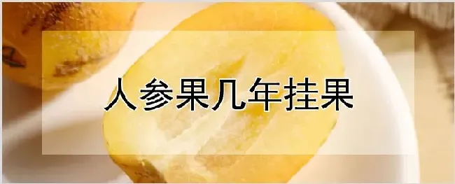 人参果几年挂果 | 种植资料