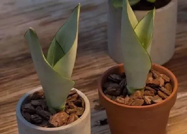 植物换土|虎尾兰换土时间和方法