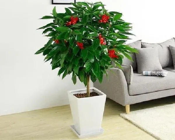 植物浇水|平安树浇水的正确方法 浇水注意事项