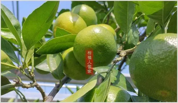柑桔新品种阳光1号简介 | 种植资料