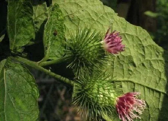 植物百科|牛蒡在农村叫什么
