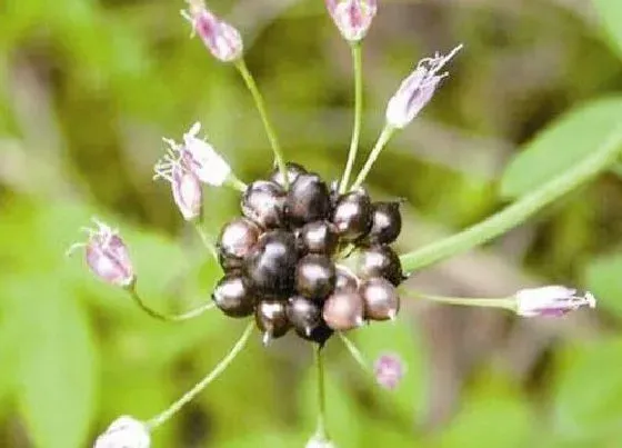植物百科|害子是什么植物