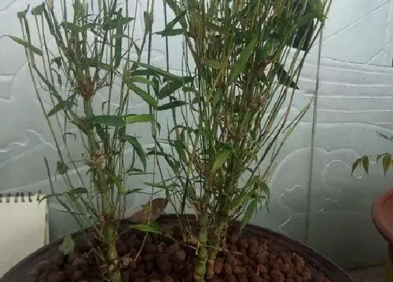 植物修剪|佛肚竹子什么时候剪枝好 修剪时间和方法