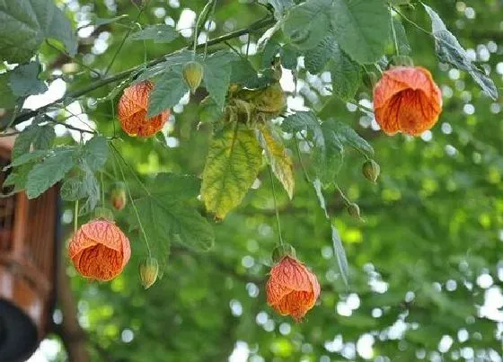 植物百科|扶桑花对人身体有害吗