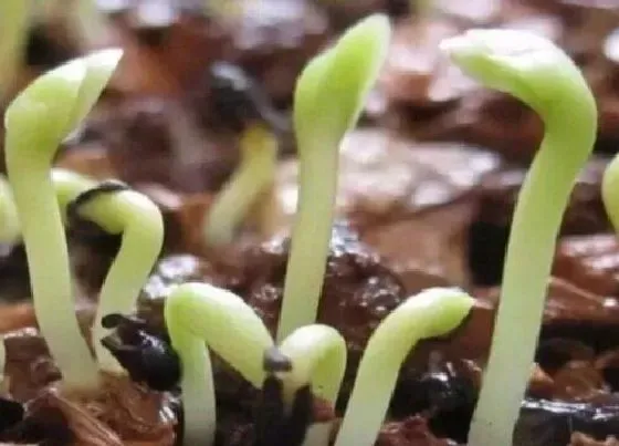 植物播种|薰衣草什么时候播种最合适