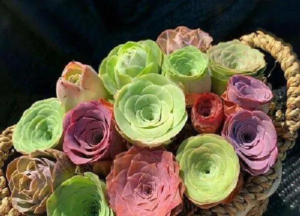 植物移栽|山地玫瑰多久服盆