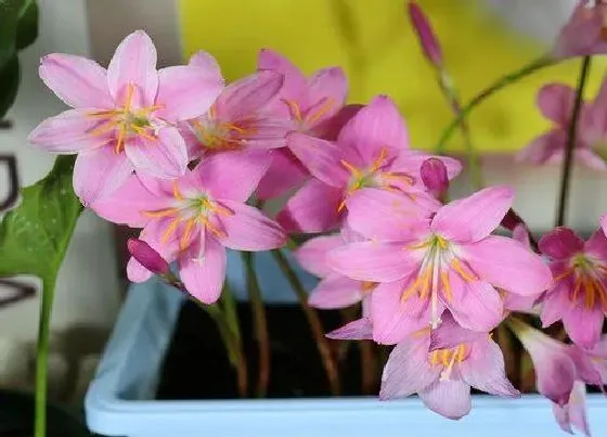 开花时间|韭兰什么时候开花 花期多长时间