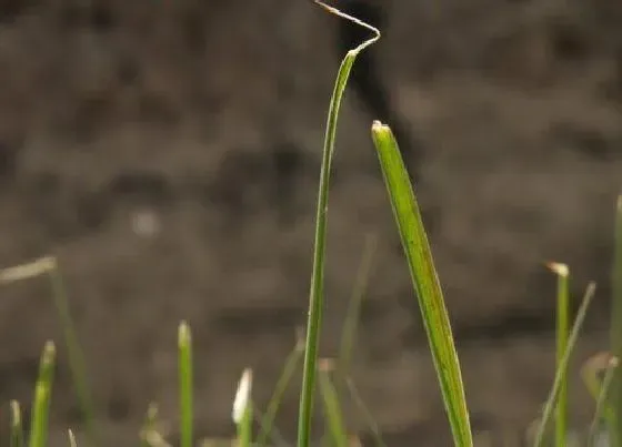 植物百科|春草是什么植物