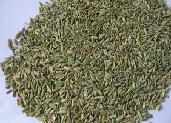 种植管理|孜然的生长周期是多长时间