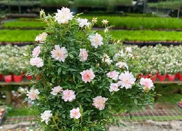 植物浇水|盆栽月季多久浇一次水