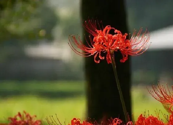 花之最|世界上最恐怖的花图片 恐怖的花有哪些