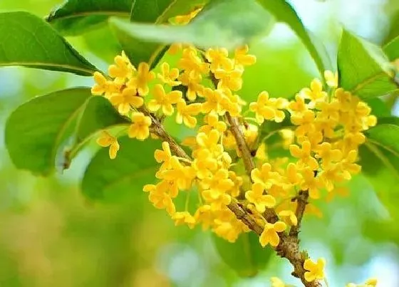 植物种类|最香最浓的金桂品种 最好的金桂品种排行