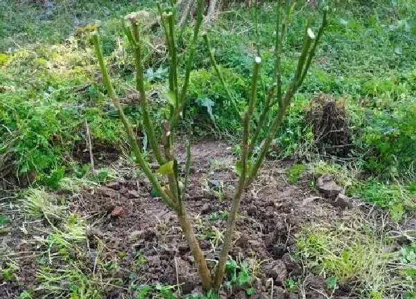 植物浇水|柚子树刚种要浇水吗