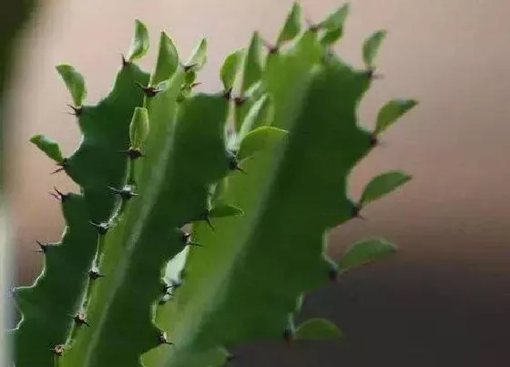 植物百科|三棱箭开花吗 开花什么样子