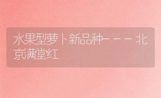 水果型萝卜新品种---北京满堂红 | 瓜果种植