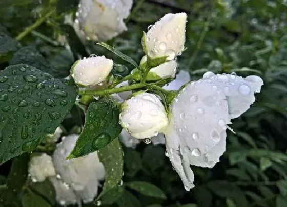 夏天植物|茉莉花怕热吗