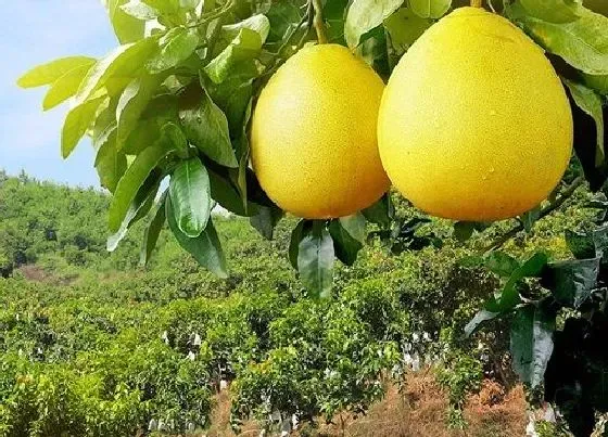 食用常识|红心柚含糖量高吗