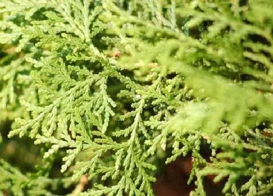 植物百科|柏树有种子吗
