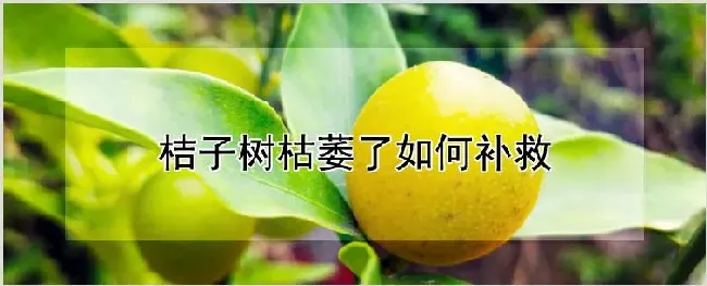 桔子树枯萎了如何补救 | 耕种资料