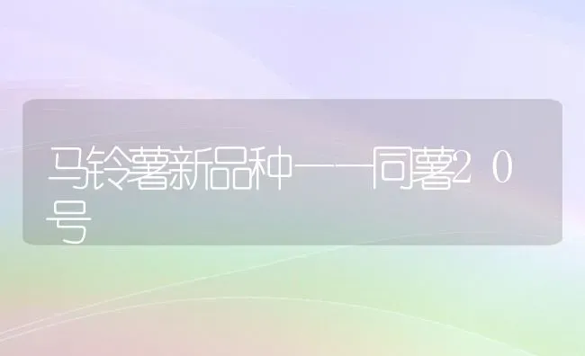 马铃薯新品种——同薯20号 | 粮油作物种植