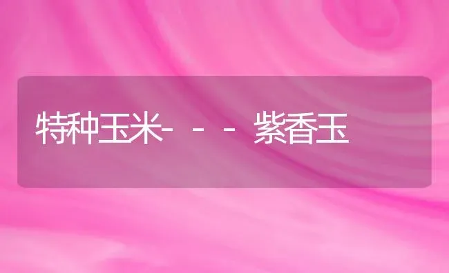 特种玉米---紫香玉 | 粮油作物种植
