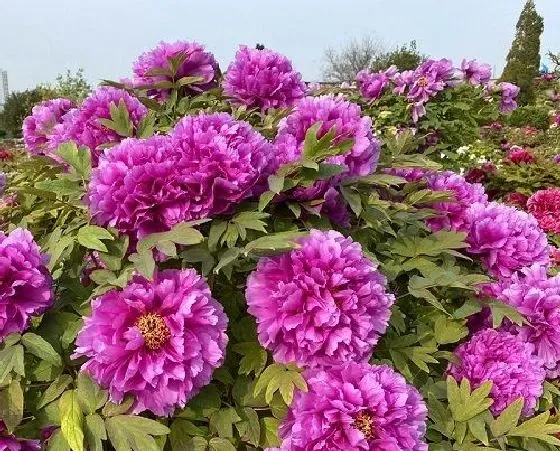 植物施肥|牡丹花底肥放什么肥好 底肥施用方法
