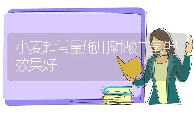 小麦超常量施用磷酸二氢钾效果好 | 瓜果种植