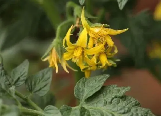 植物百科|番茄开花吗 开花什么样子