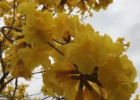 植物修剪|金风铃花怎么修剪 剪枝方法与注意事项