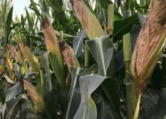 种子|金博士818玉米种介绍（金博士种子特征特性审定简介）