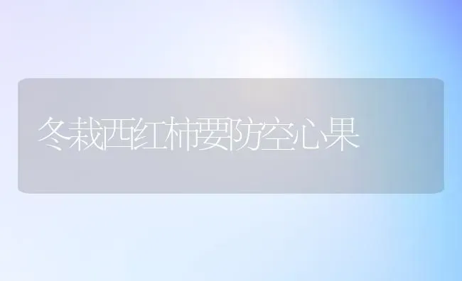 冬栽西红柿要防空心果 | 瓜果种植