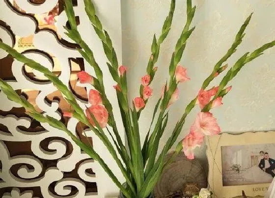 植物百科|剑兰花是多年生吗