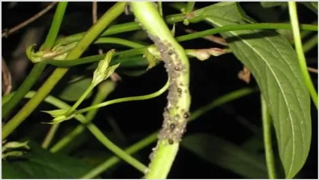 豆角不开花的解决方法 | 植物病害