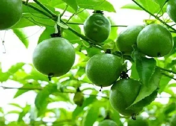 水果科普|西双版纳有什么水果