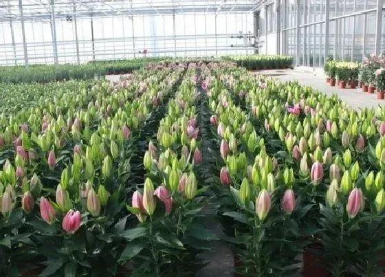 不开花|百合为什么不开花