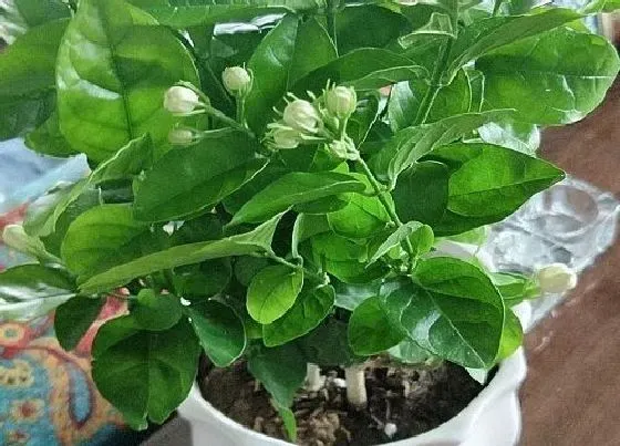 植物寓意|茉莉花的风水寓意和摆放位置
