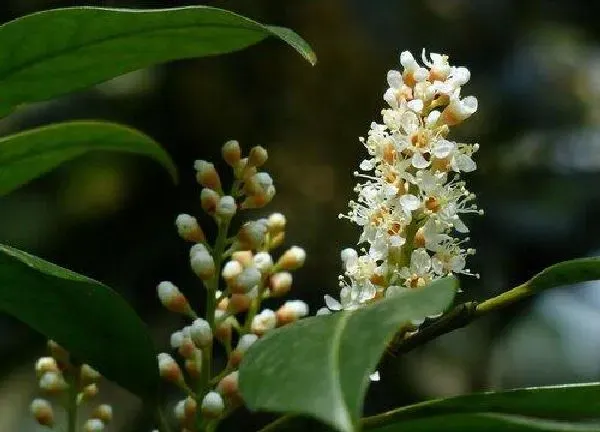 植物浇水|桂花树可以用茶水浇吗