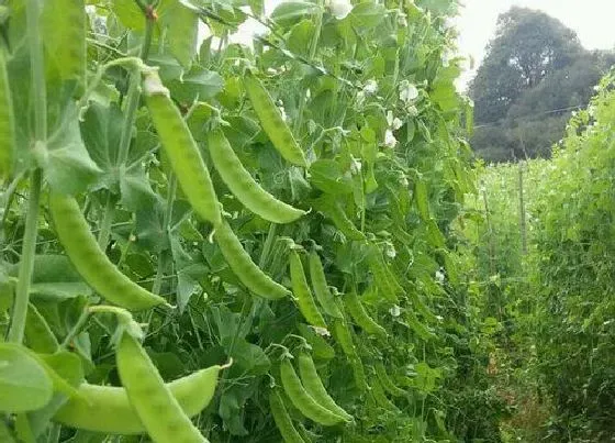 植物文学|豌豆的生长过程