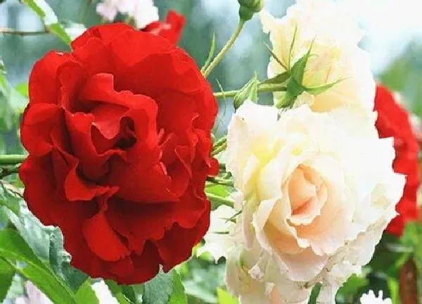 养殖科普|香云月季的优缺点