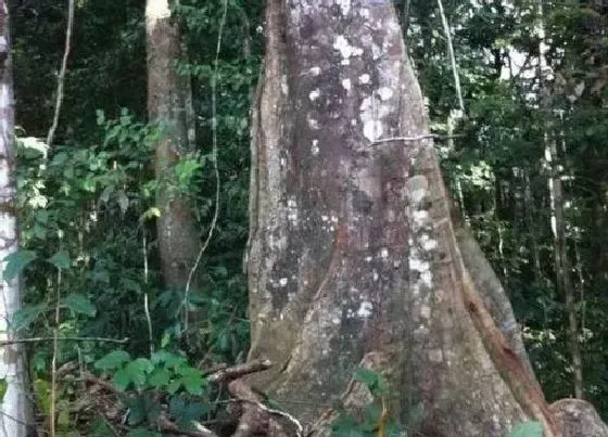 植物种类|乌金木是什么树种 属于什么木种