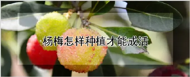 杨梅怎样种植才能成活 | 耕种资料