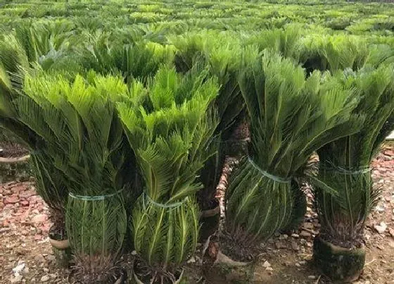 植物施肥|龙铁施什么肥最好