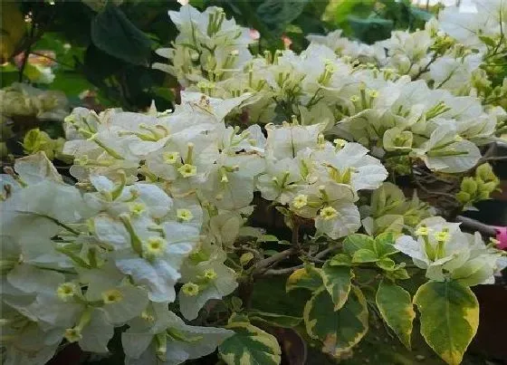 植物百科|三角梅耐阴吗 是耐阴植物吗