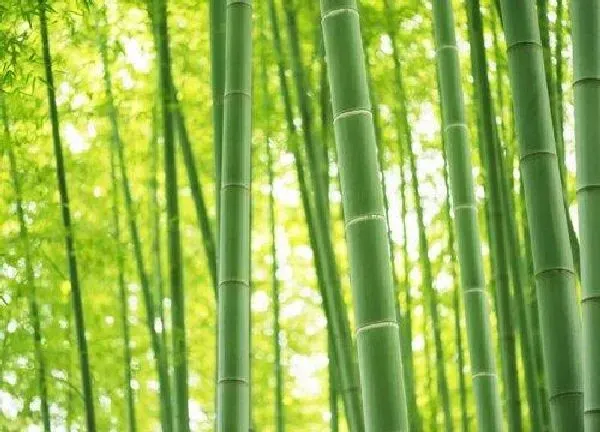 植物浇水|竹子几天浇一次水 春夏秋冬各不同