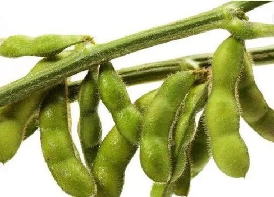 植物种类|黄豆是被子植物吗