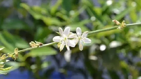 植物百科|吊兰开花吗 花期长的什么样子