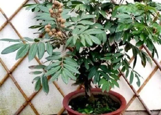 植物百科|龙眼盆栽能结果吗